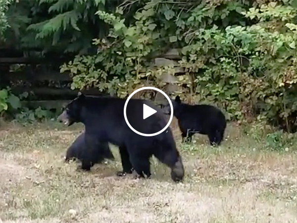 Canadian Man Politely Asks Bears To Leave