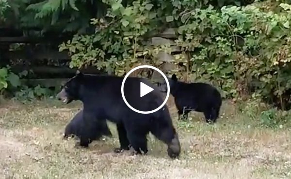 Canadian Man Politely Asks Bears To Leave