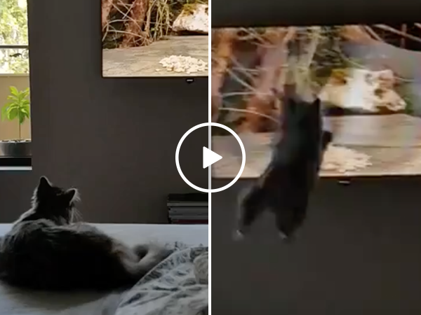 Cat tries to capture bird on TV in hilarious fail (Video)
