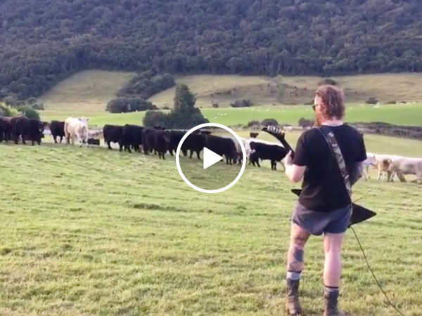 Cows in New Zealand are metal as f*ck (Video)