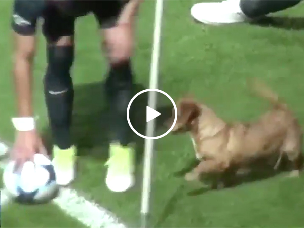 Dog Interrupts Soccer Match | Puppy Runs Through Futbol Game