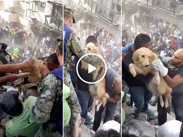 A dog is rescued from the rubble after the Mexico earthquake