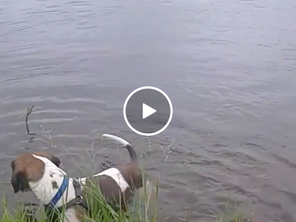 Just a dog going for a quick swi- OH SH*T! (Video)
