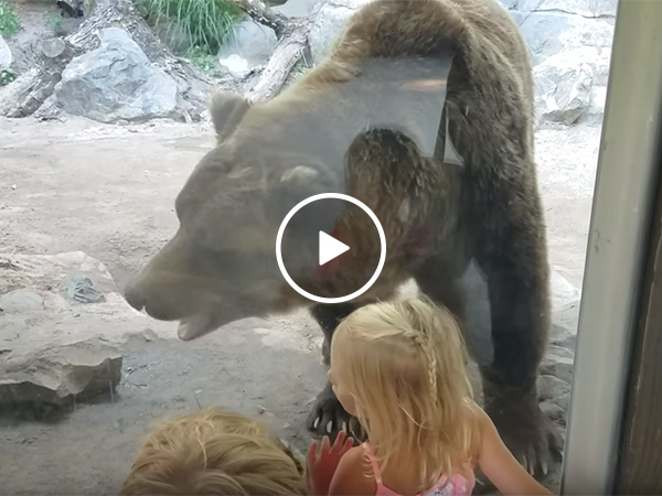 Bear takes a poop in front of kids