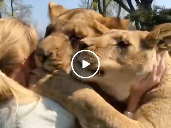 Woman reunites with lions she saved