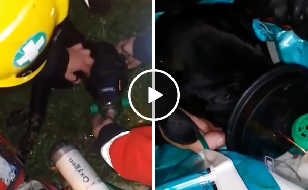 Adorable puppy saved by firefighters gives thankful kisses (Video)