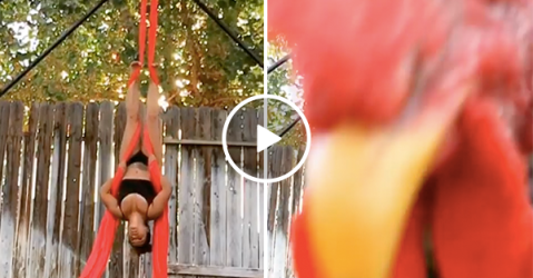 Rooster blocks camera for woman's backyard aerial routine (Video)