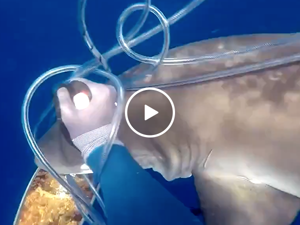 Brave spear fisher fights off two hungry sharks with knife (Video)