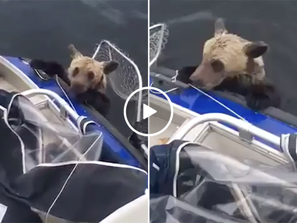 Fishermen Rescue Bear Cubs | Drowning Bears Get Saved