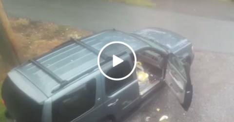 Guy Finds Two Bears In His Car | Bears Intrude Into Automobile