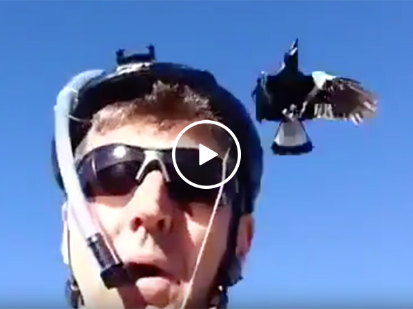 Guy Makes Helmet That Scares Away Crows
