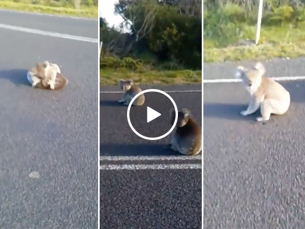 Koalas fight in the middle of the road