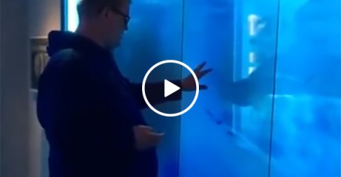 Fake Shark Surprises Guy Who Eats Shit