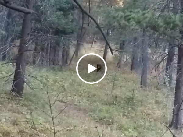 Bear Charges at Hunter Camped Out in the Woods