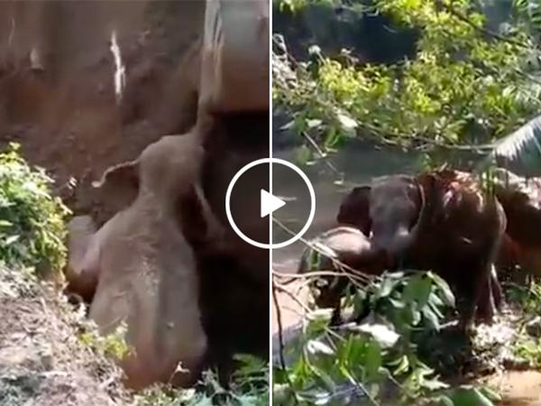 Elephants' salute workers who save calf stuck in hole