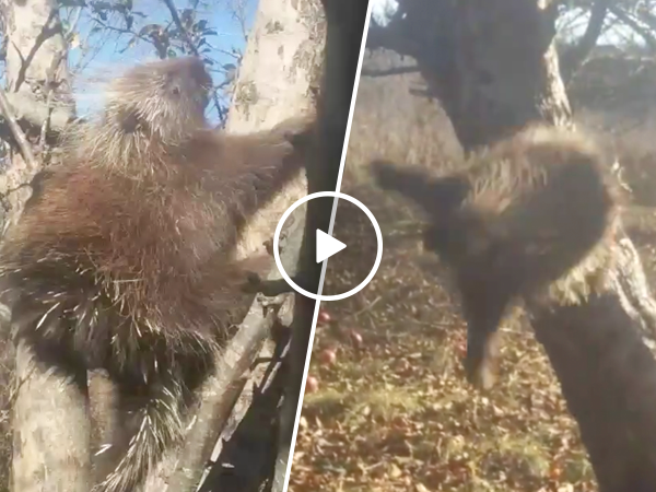 Hilarious drunk porcupine needs to lay off the apples (Video)