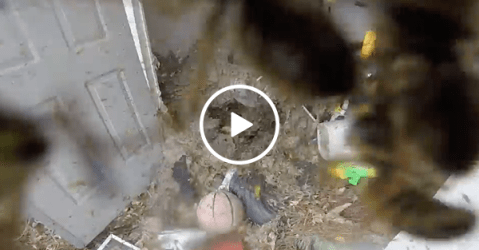 Wasp extermination is shed full of NOPE (Video)