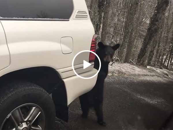 Bear Gets Stuck In A Car | Family Tries To Save Cub