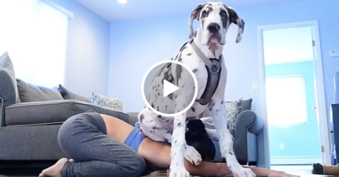 Great dane makes adorable yoga partner (Video)