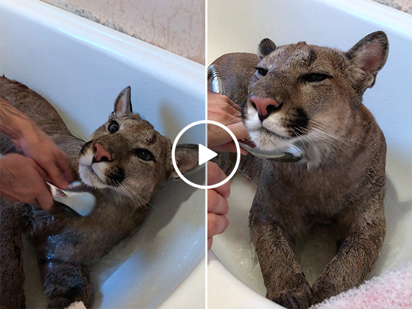 Puma Getting Washed Off | Cute Cat Taking A Bath