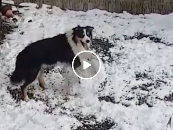 Adorable dog caught building a snowman by himself (Video)