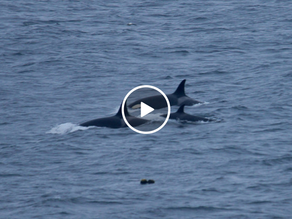 Killer Whales Swim Directly Towards Two Kids Swimming