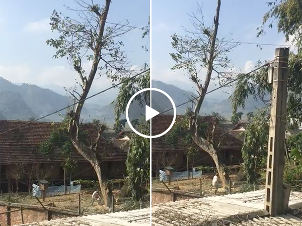 Lumberjack Cuts Tree and It Falls On His House