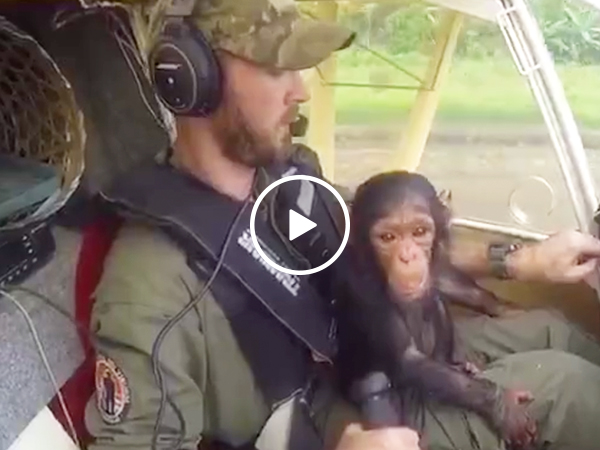 Rescued baby chimp cuddles pilot during flight to sanctuary(Video)