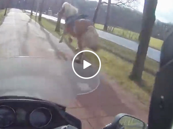 Scooter driver helps woman chase down loose horse (Video)