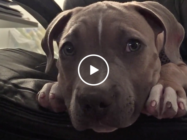 Rowdy puppy hypnotized to fall asleep in less than a minute (Video)