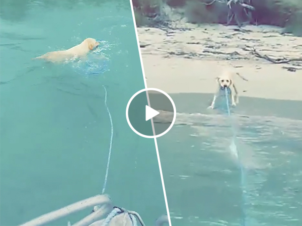 Strong dog pulls boat in from ocean (Video)