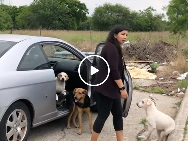 Piece of sh!t abandons a car full of dogs (Video)