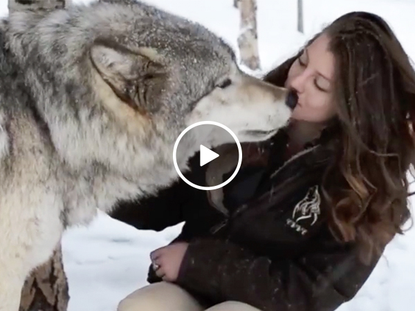 Wolves love on cute woman at rescue center (Video)