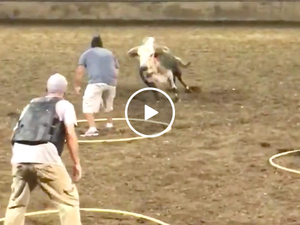 Darwin Award Candidates take on a very, very pissed off bull (Video)