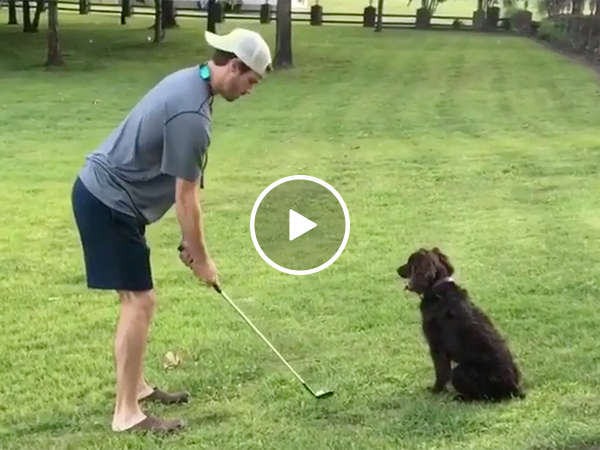 Golf Dog Fetches Ball After Golfer Drives It Like Tiger Woods