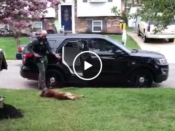 K9 officer refuses to go to work without a belly rub (Video)