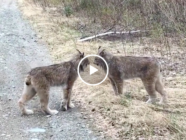 Lynxes screaming at each other is the most absurd noise you'll hear today (Video)