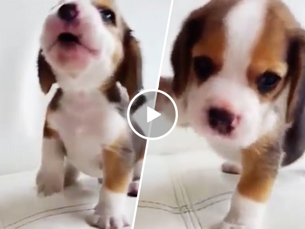 Adorable beagle puppy finds his howl (Video)