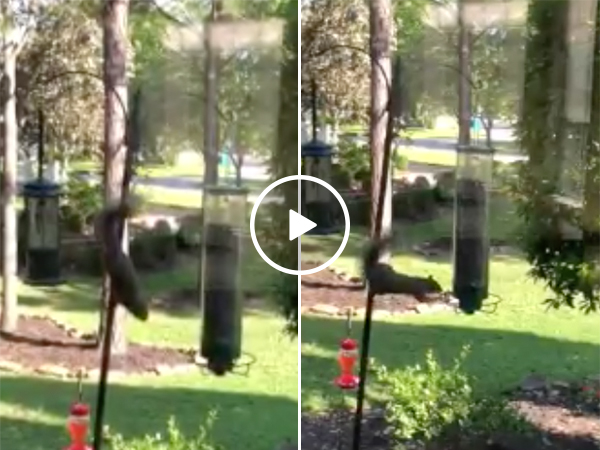 Squirrel Tries To Get Food From Bird Feeder and Fails