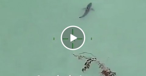 Paddle Boarders told to remain calm surrounded by 15 great whites