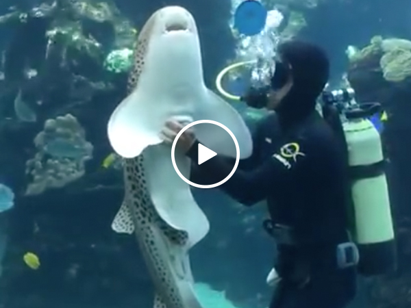 Affectionate zebra shark demands belly rubs from diver (Video)