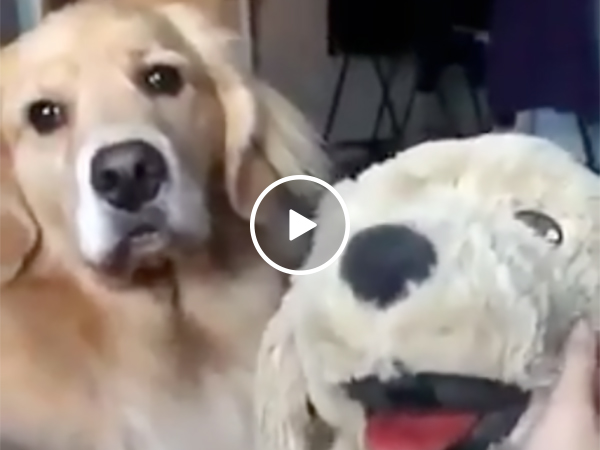 Dog Bites Stuffed Animal For Taking Attention Away From Owner