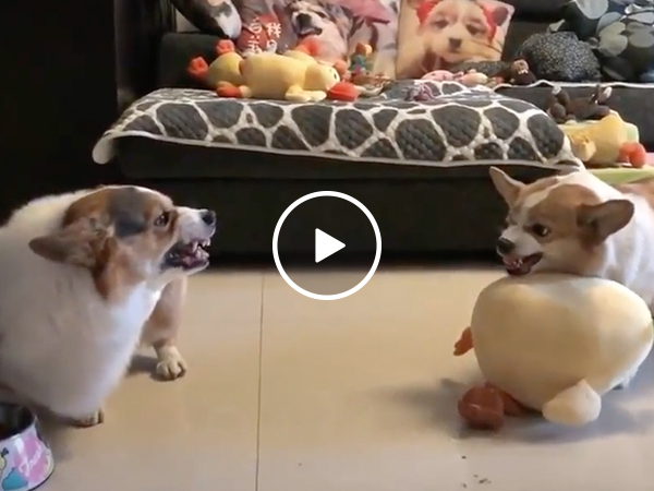 Corgi fight club is all bark and no bite (Video)