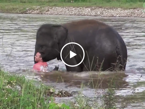 Baby elephant comes to the rescue of handler that's floating away