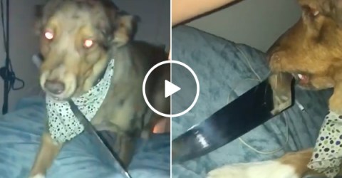 Good boy finds out who had him neutered... (Video)