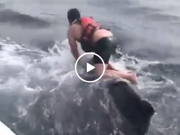 Courageous guy jumps into the ocean to untangle a whale (Video)