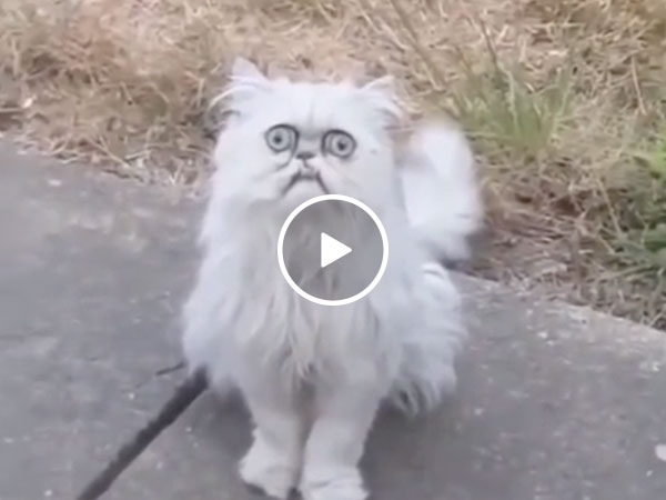 "MA! There's a weird f*cking stray cat outside!" (Video)
