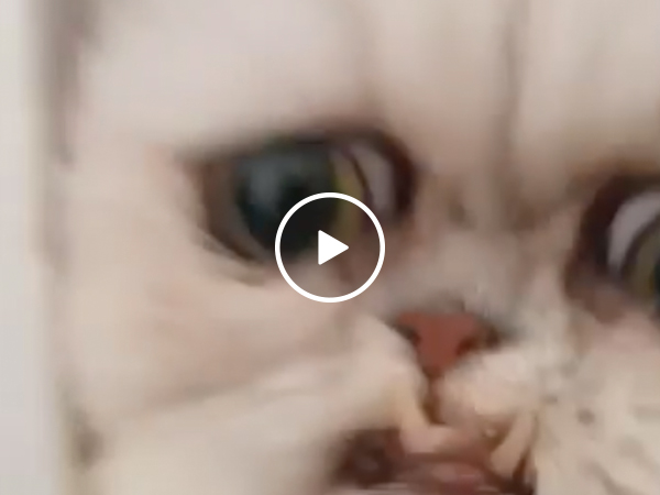 "MA! THAT F#%&ING CAT IS BACK!" (Video)
