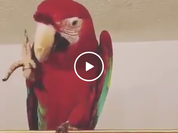 Macaw gets down to 'In Da Club' by 50 Cent, has better moves than most of us (Video)