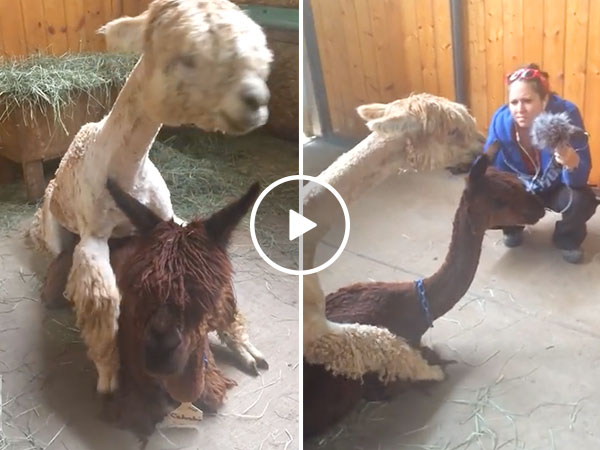 Alpaca's "Orgle" during sex, and only God can save us from this noise (Video)